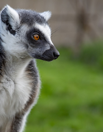 ZOO Łączna - dlaczego warto przyjechać? Świat Lemurów, Górskie Safari