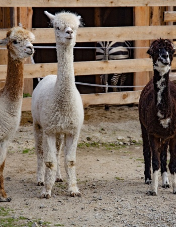 Tatrzańskie Mini ZOO Zakopane - atrakcje dla dzieci