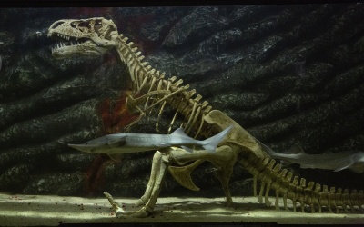 Podwodny Świat Zakopane - atrakcje