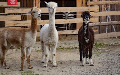 Tatrzańskie Mini ZOO Zakopane - atrakcje dla dzieci
