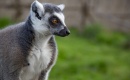 ZOO Łączna - dlaczego warto przyjechać? Świat Lemurów, Górskie Safari