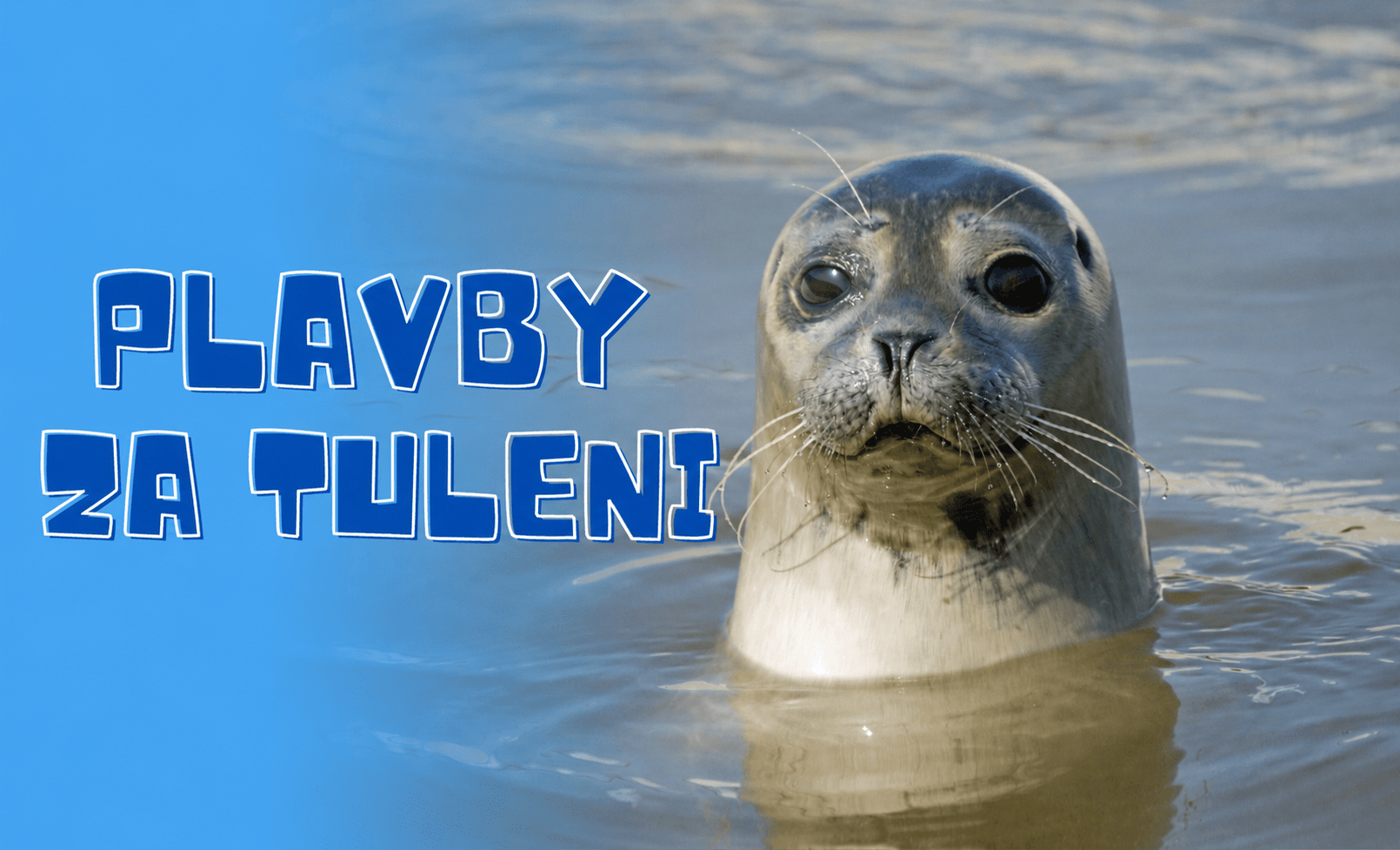 Plavby za tuleni - Mikoszewo