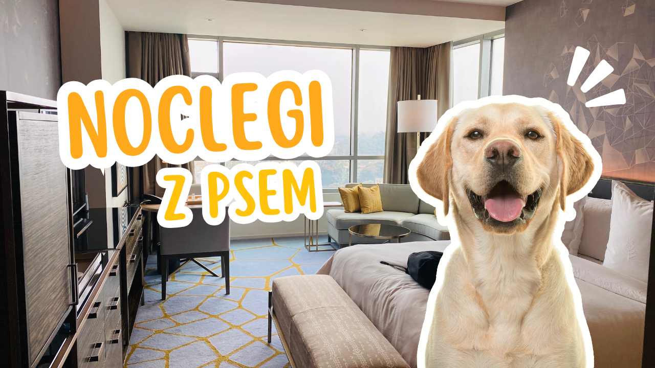 Noclegi z psem