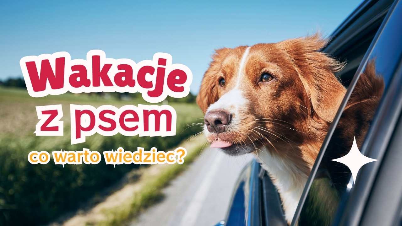 Wakacje z psem