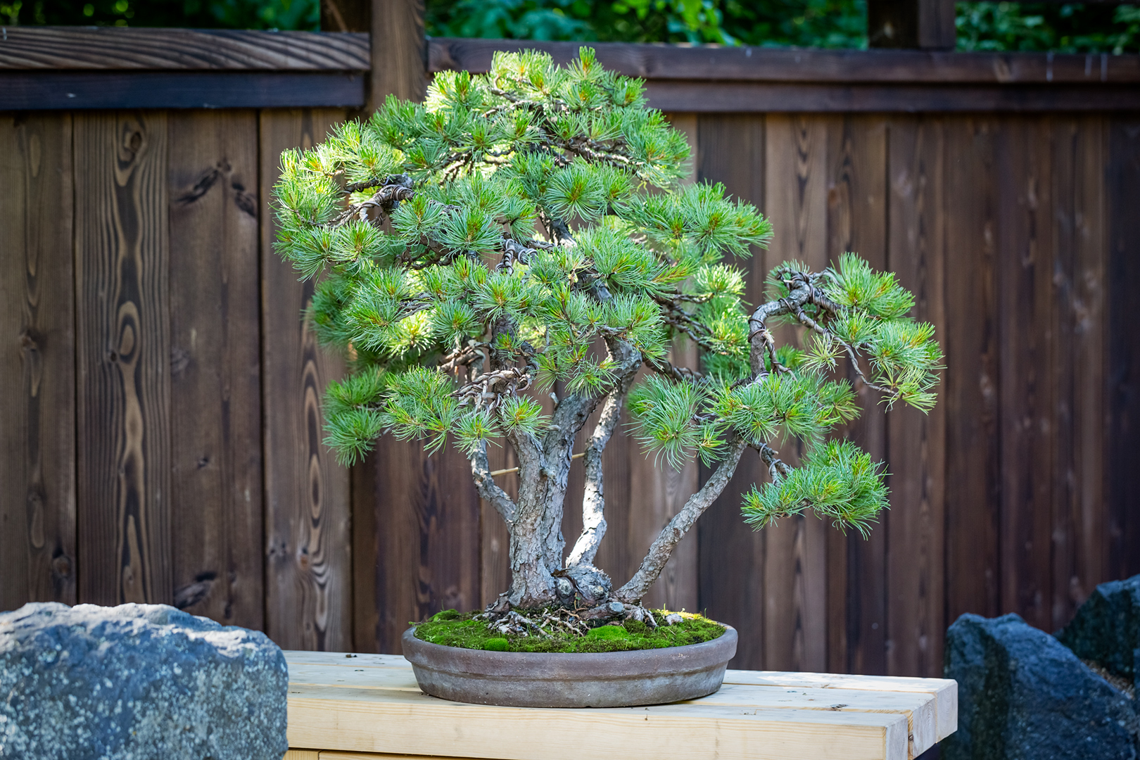 drzewka bonsai mała japonia