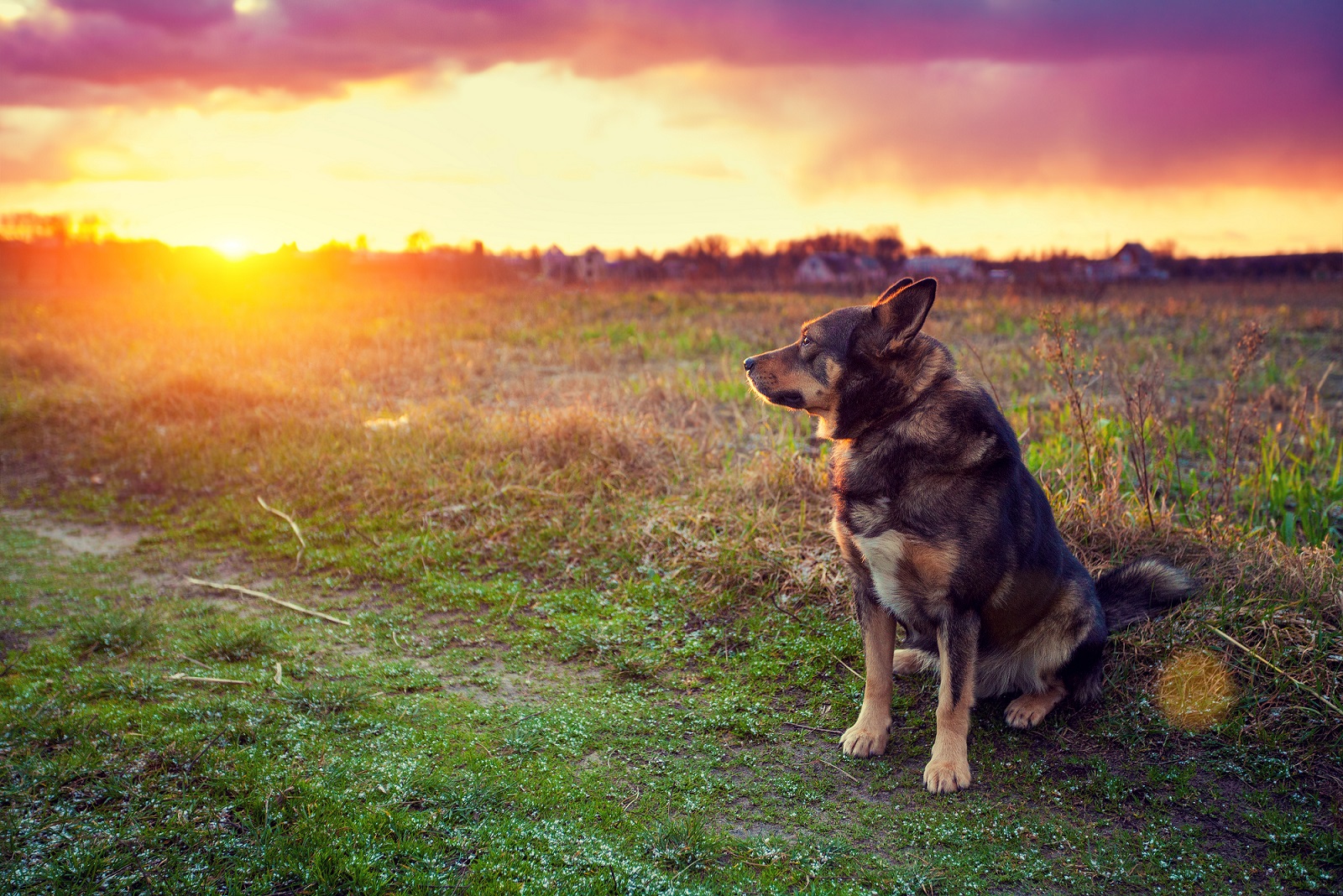 dolny śląsk z psem