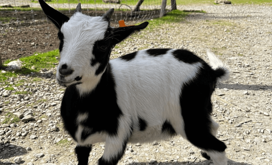 Tatrzańskie Mini ZOO