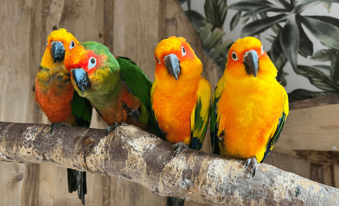 papugarnia egzotyczne zakopane