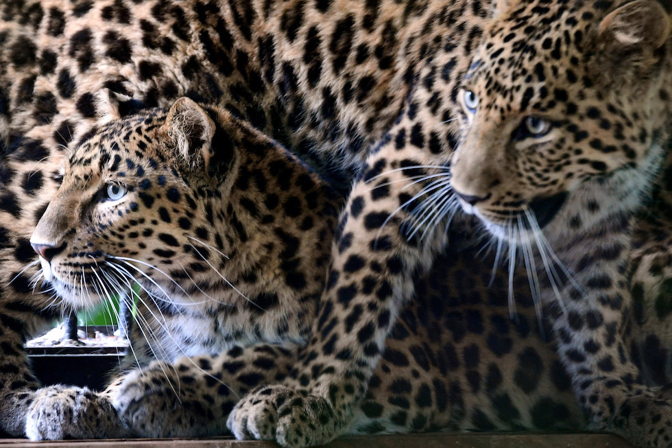 zoo liberec
