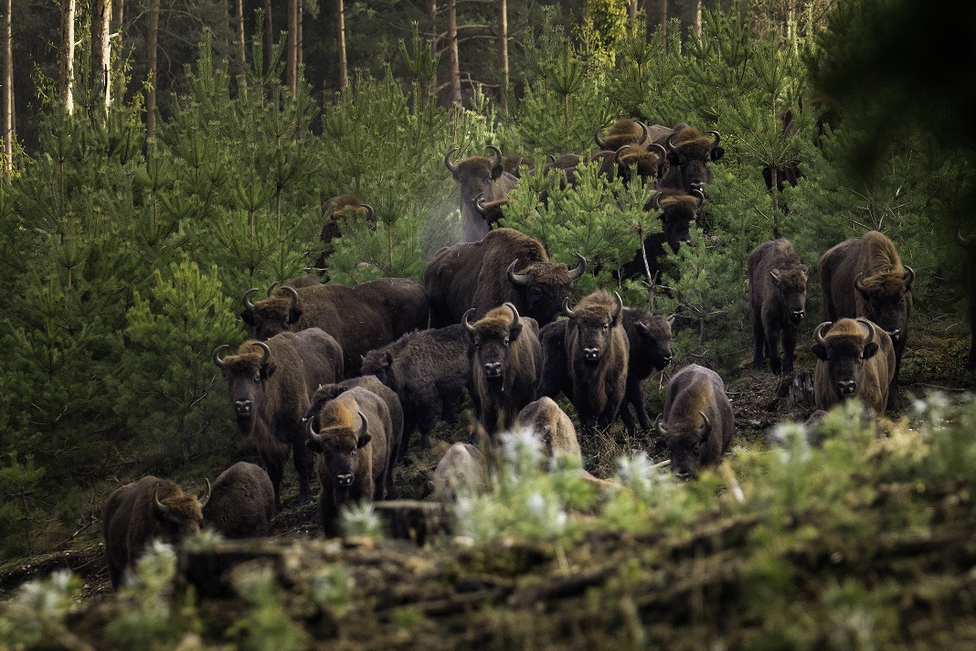 04.2020 Andrzej Bejger