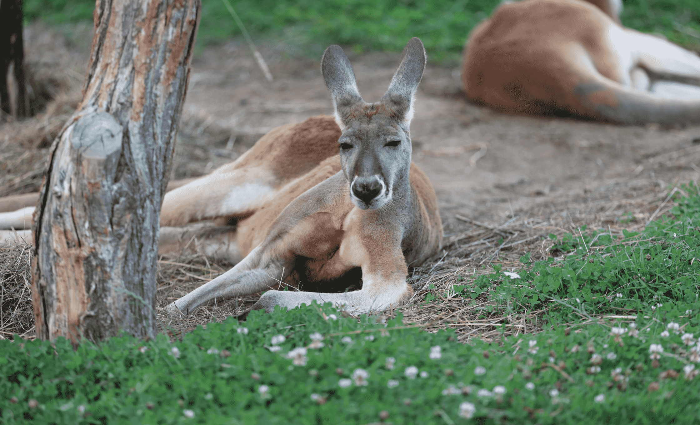 Światowe strefy Zoo Łączna