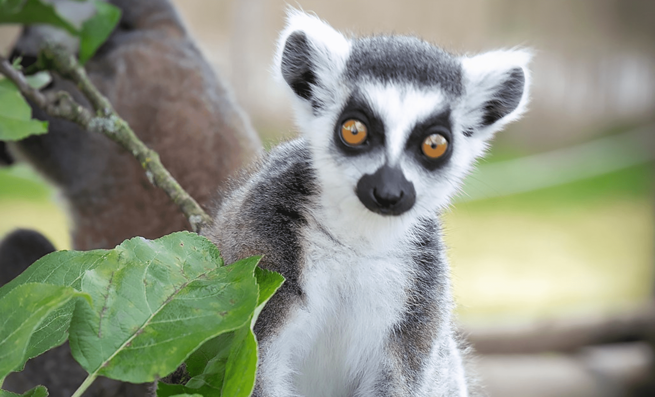 Świat Lemurów Zoo Łączna