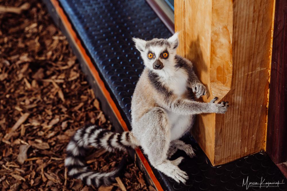 kawiarnia z lemurami atrakcje karkonosze