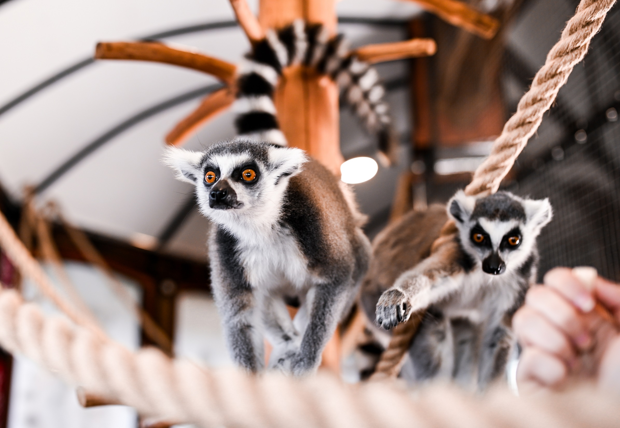 lemur cafe