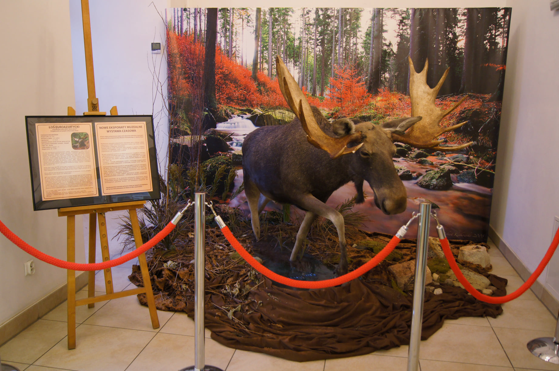 muzeum przyrodnicze jelenia góra