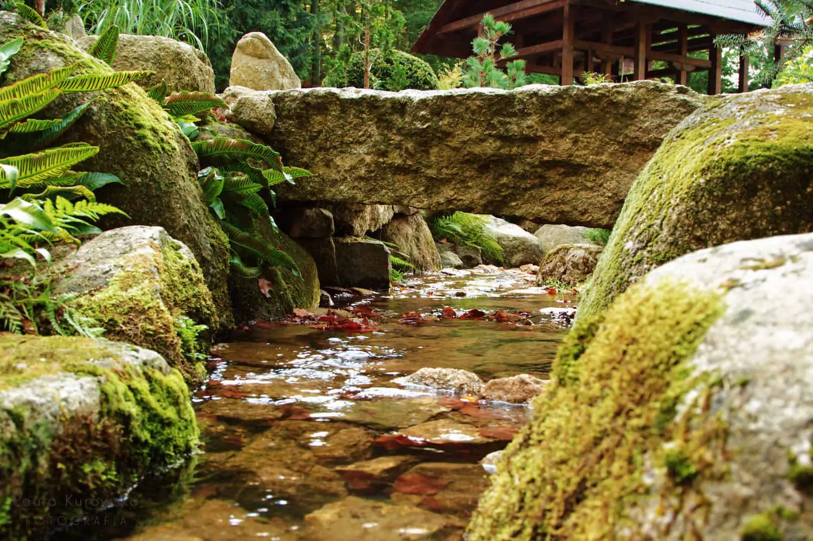  Mała Japonia - Ogród Japoński Siruwia