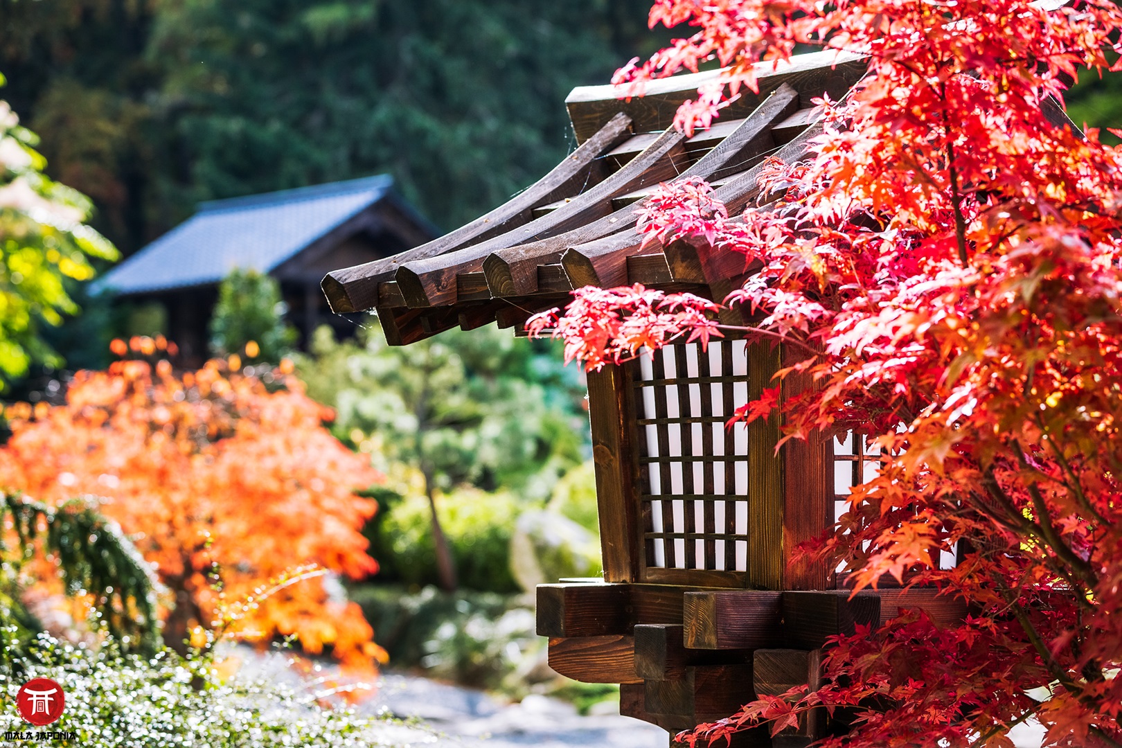 mala japonia jesien