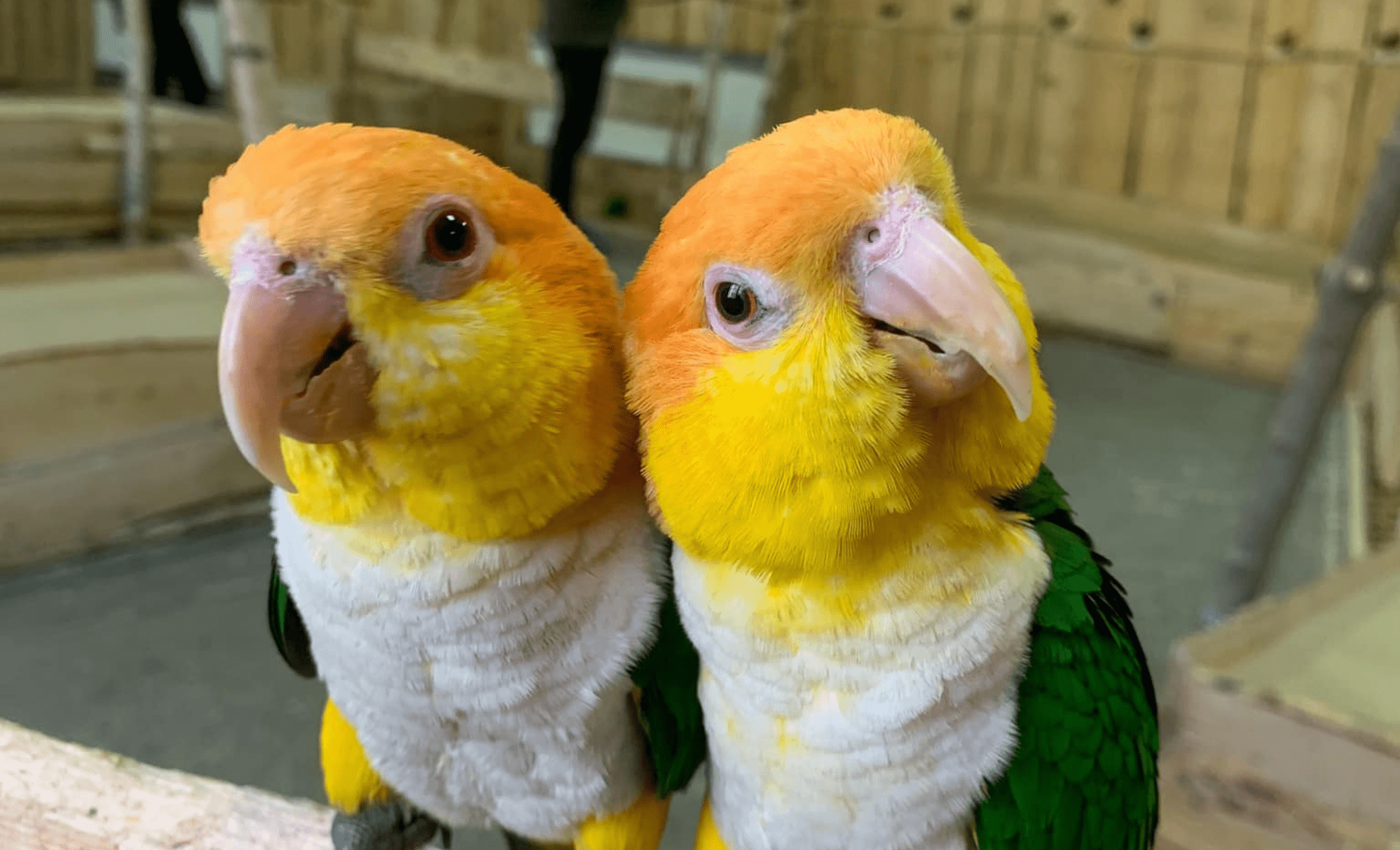 papugarnia sniezka karpacz