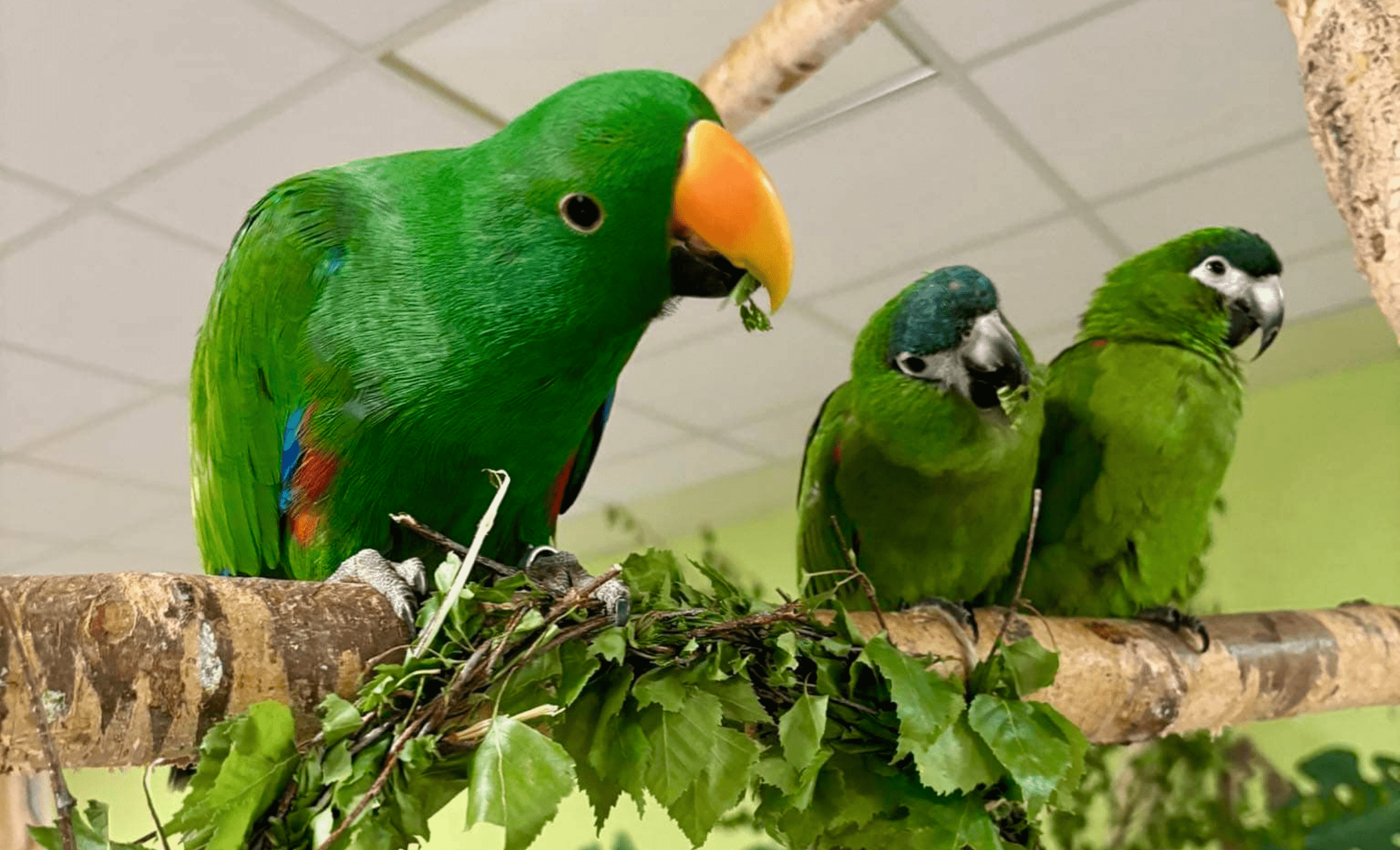 papugarnia sniezka karpacz