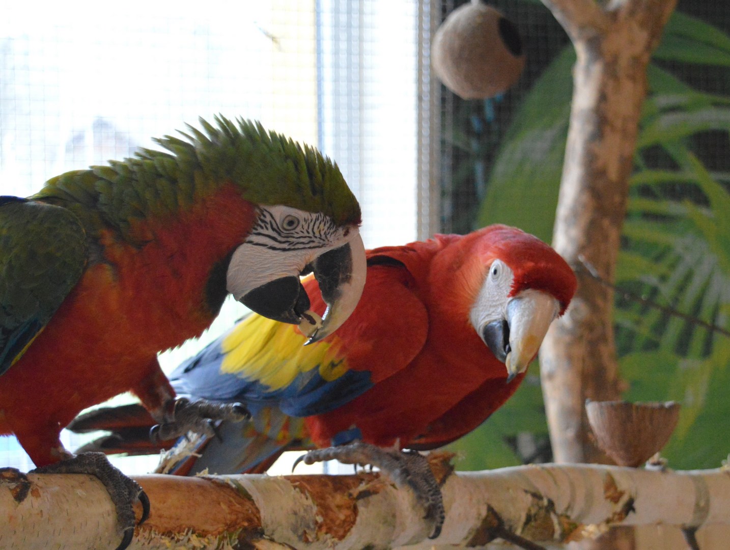 Papugarnia Śnieżka Karpacz