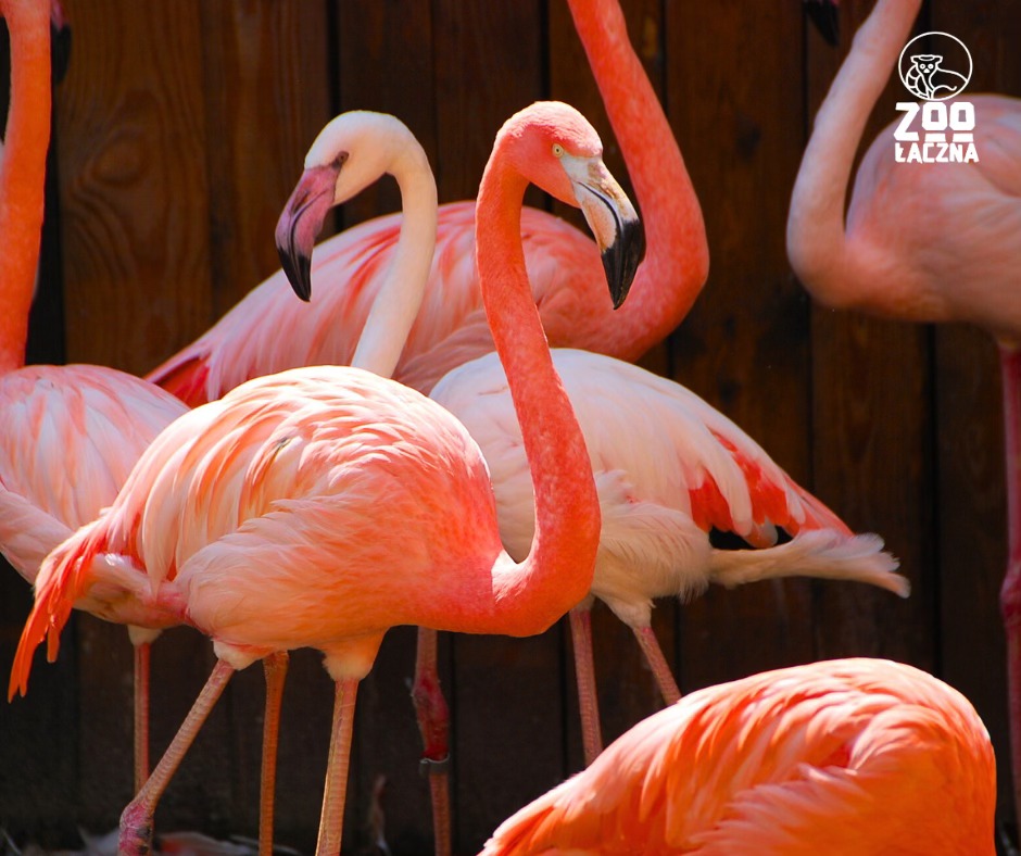 ZOO Łaczna