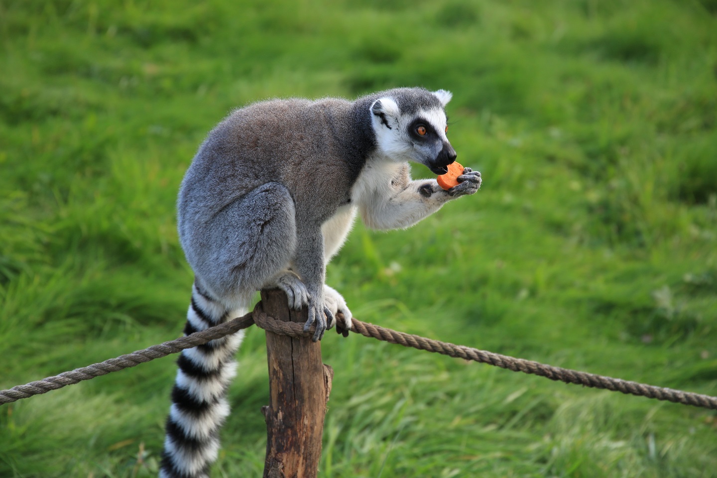 zoo łączna atrakcje dolnego śląska