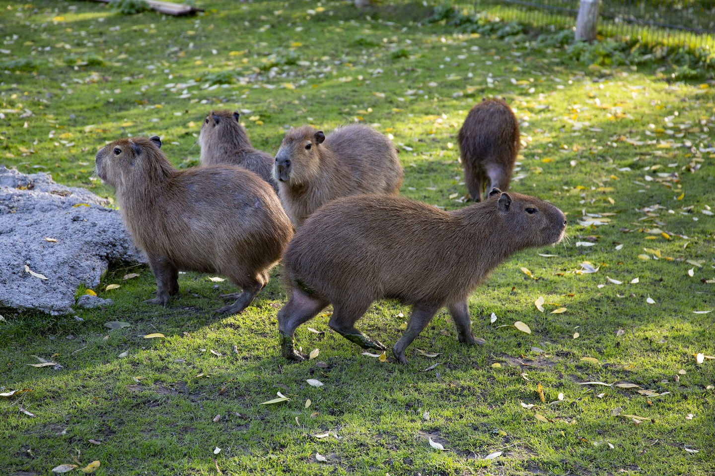 zoo łączna atrakcje dolnego śląska
