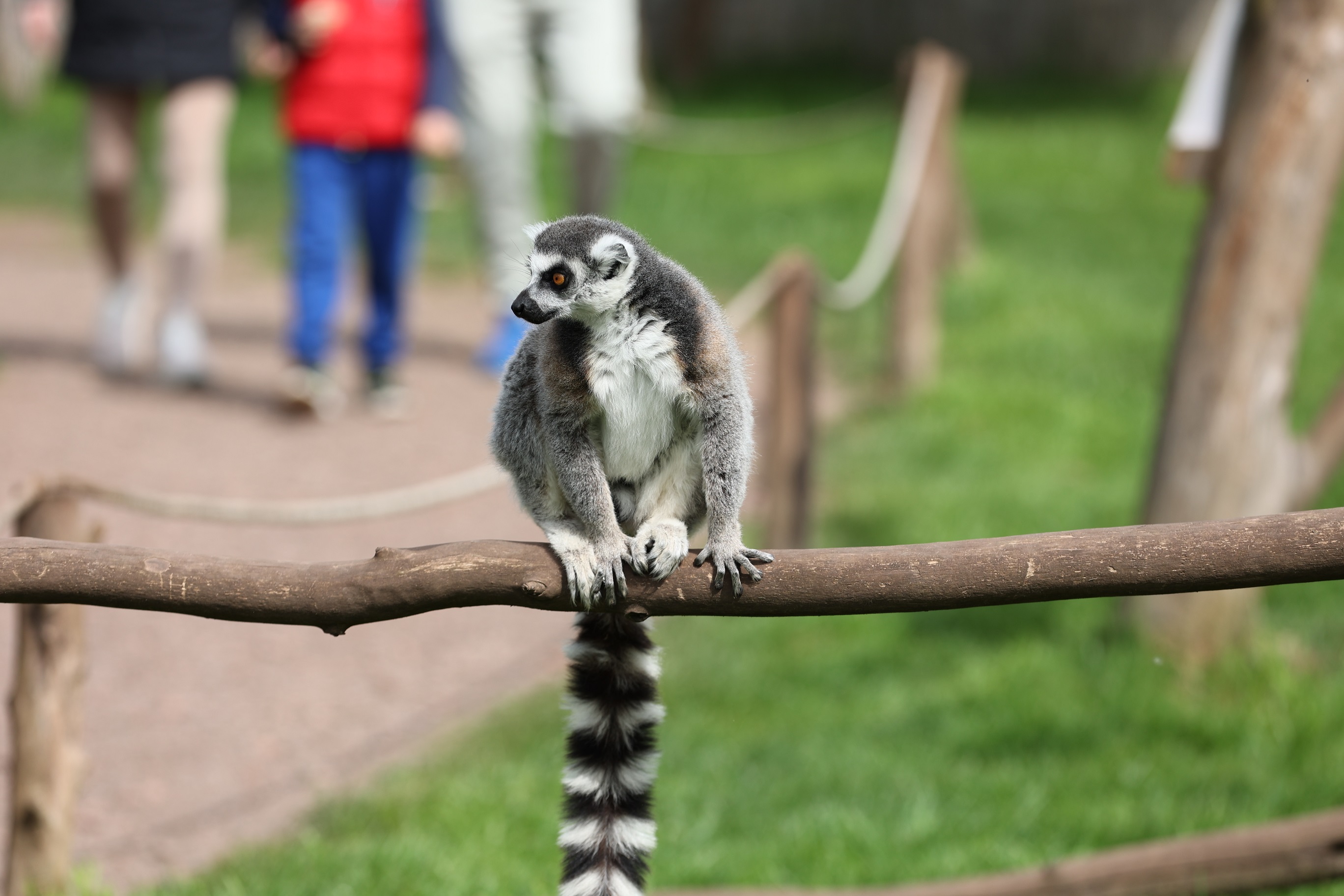 ZOO Łączna