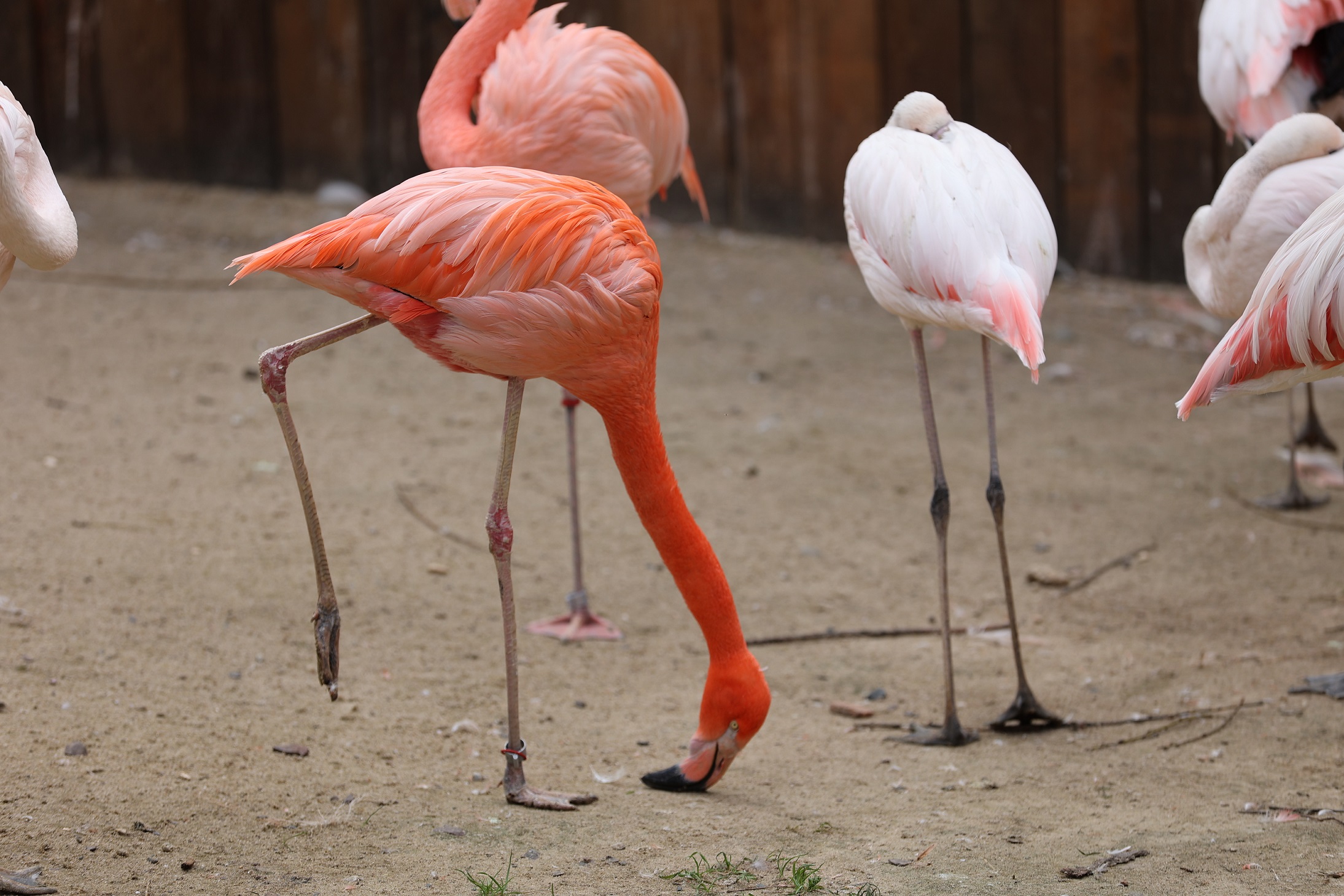 ZOO Łączna