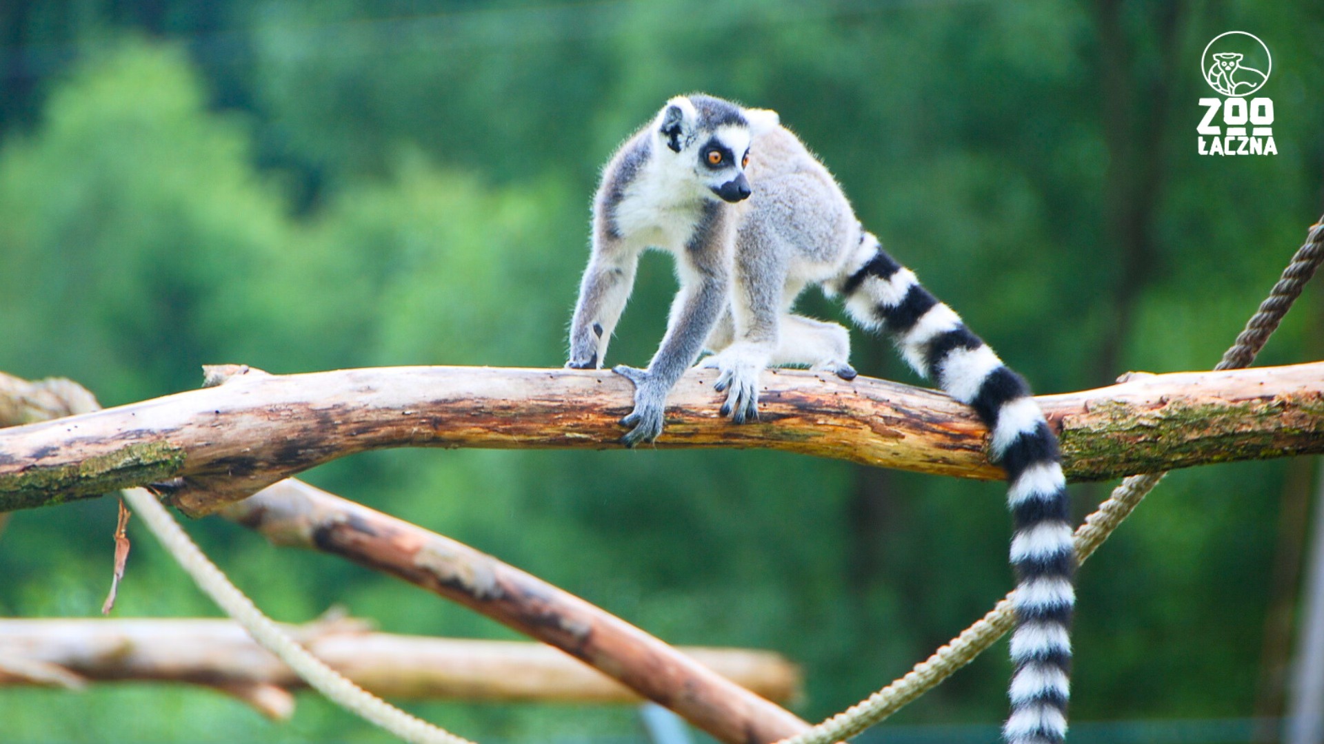 zoo łączna