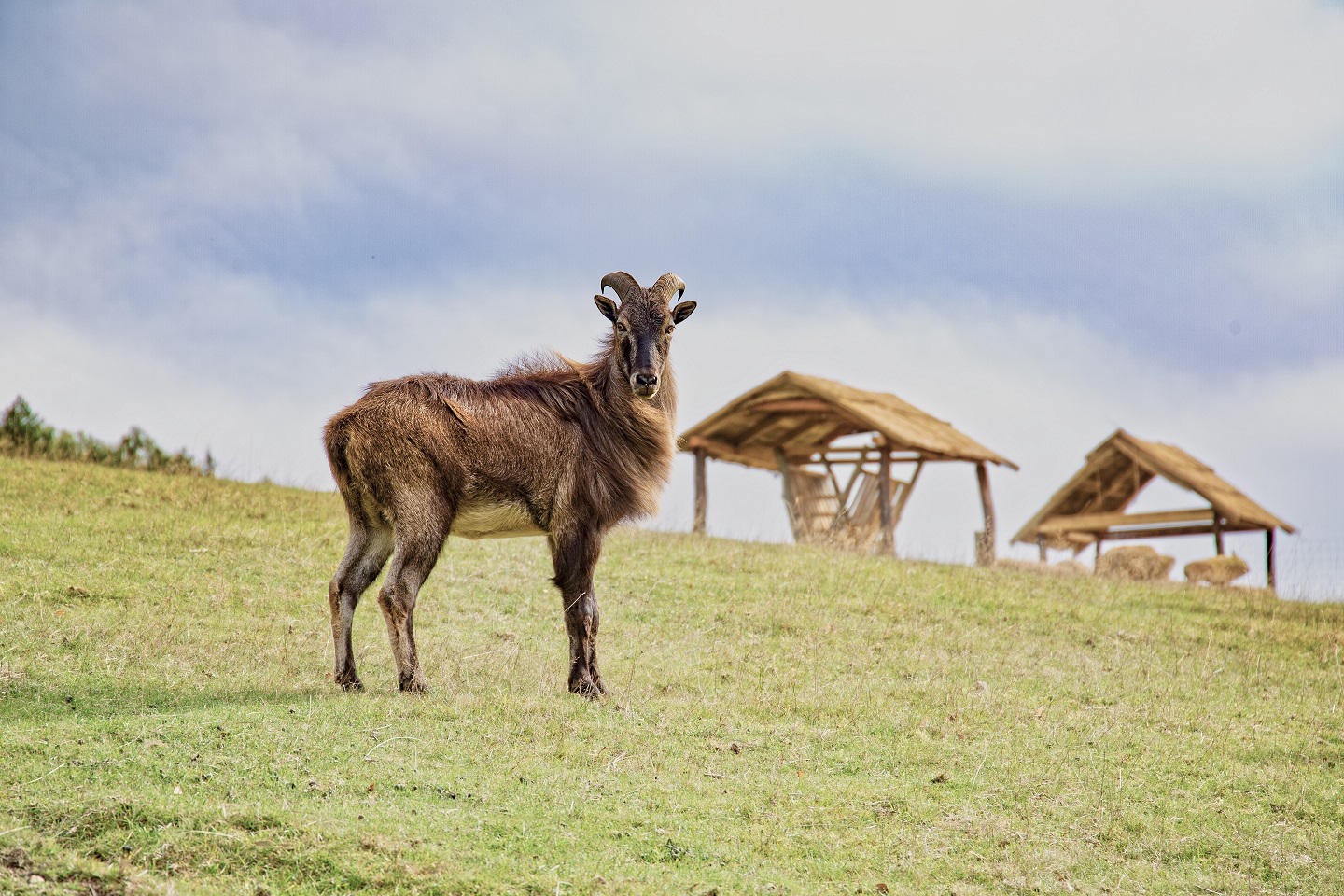 górskie safarii zoo łączna