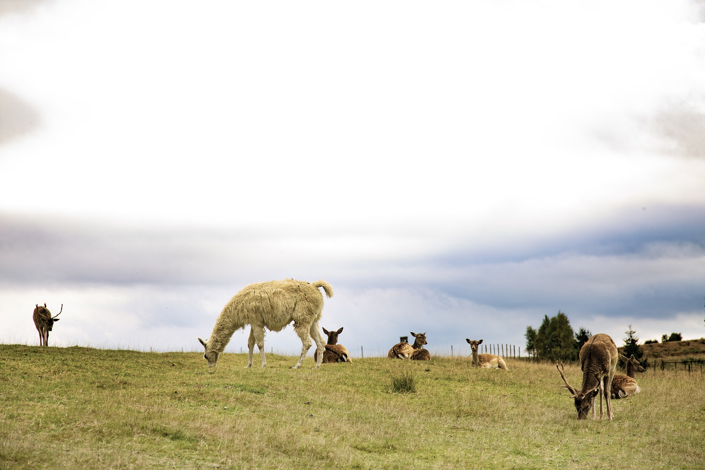 górskie safarii zoo łączna