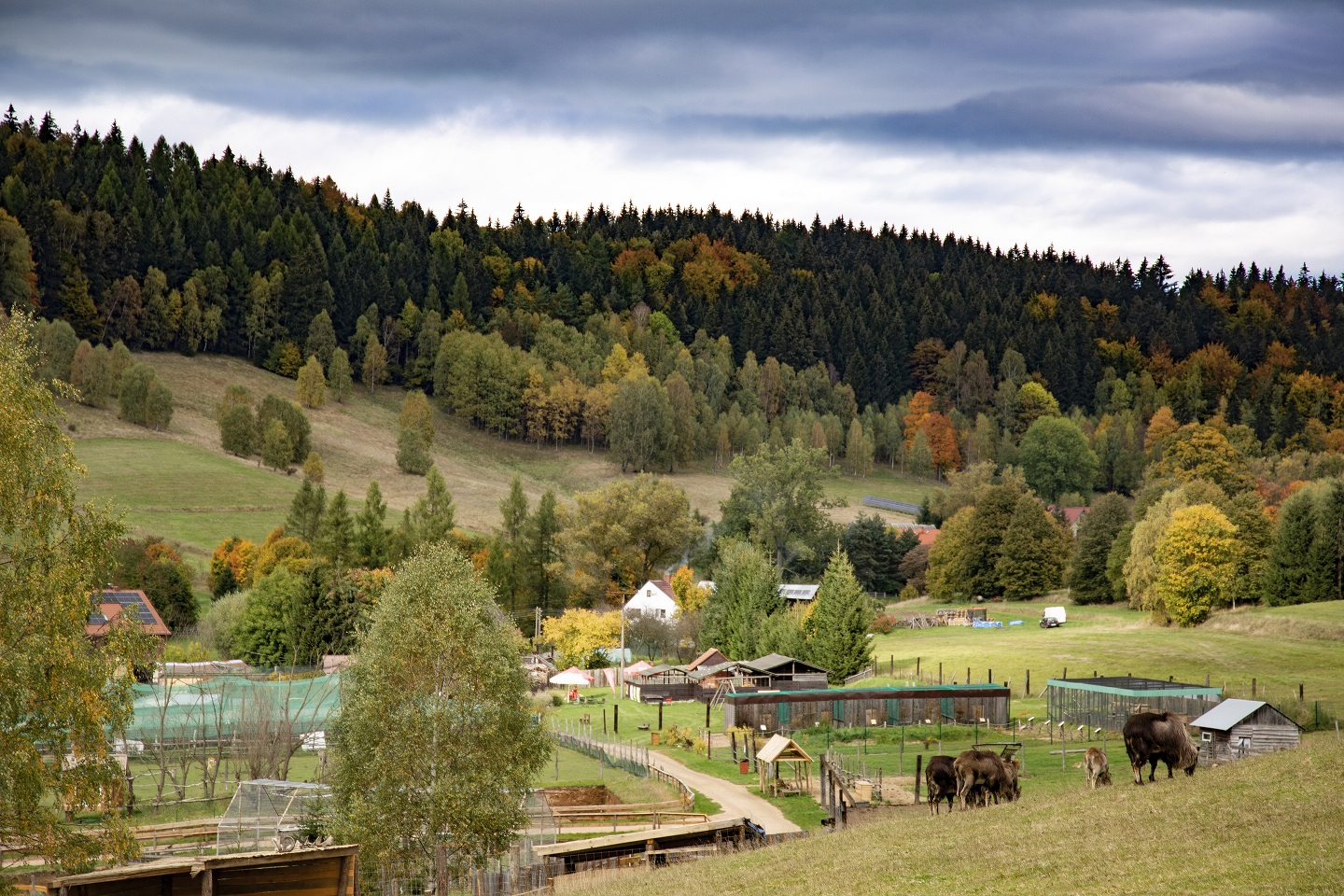zoo łączna 