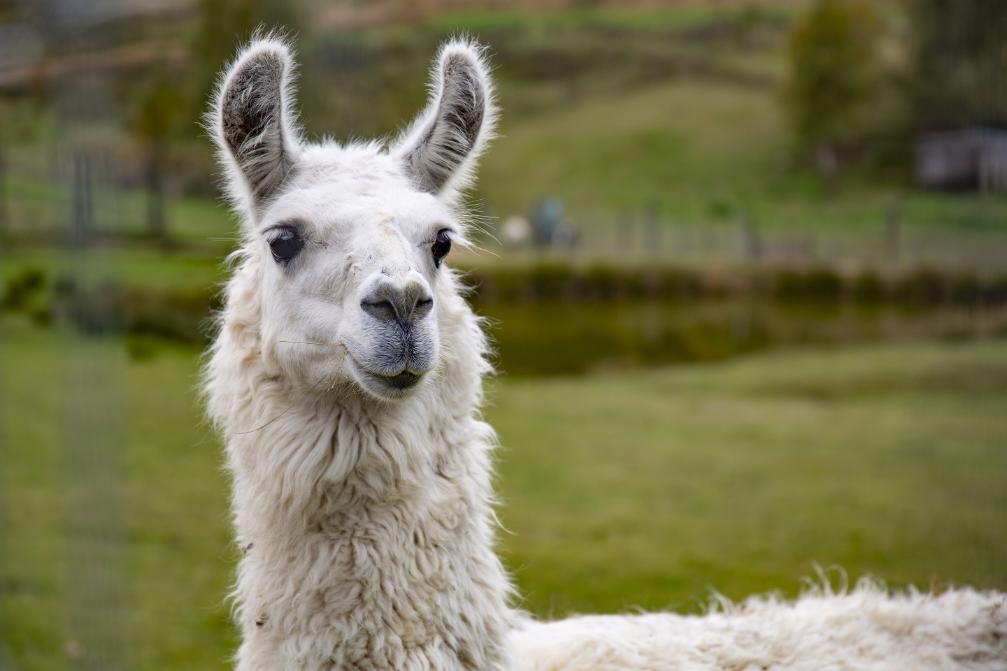 lama zoo łączna