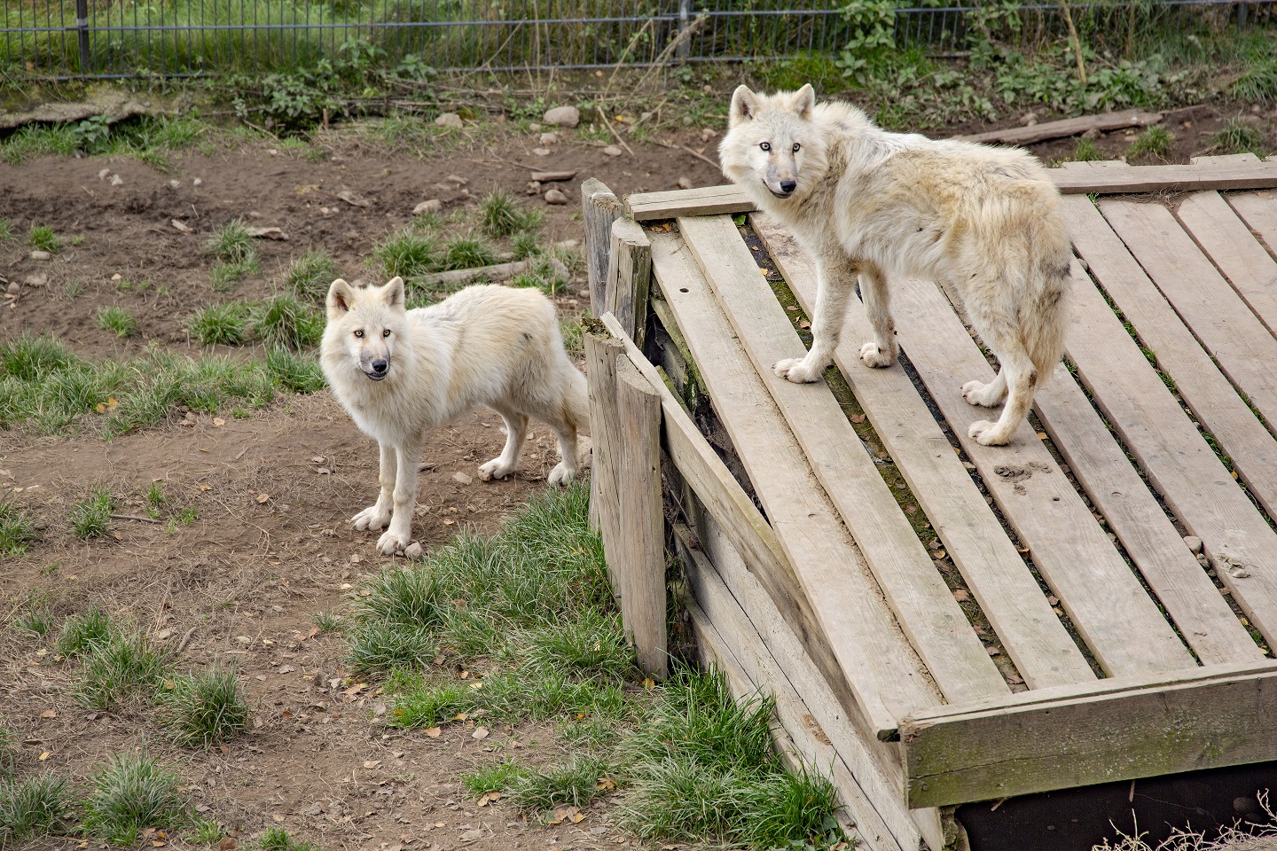 zoo łączna