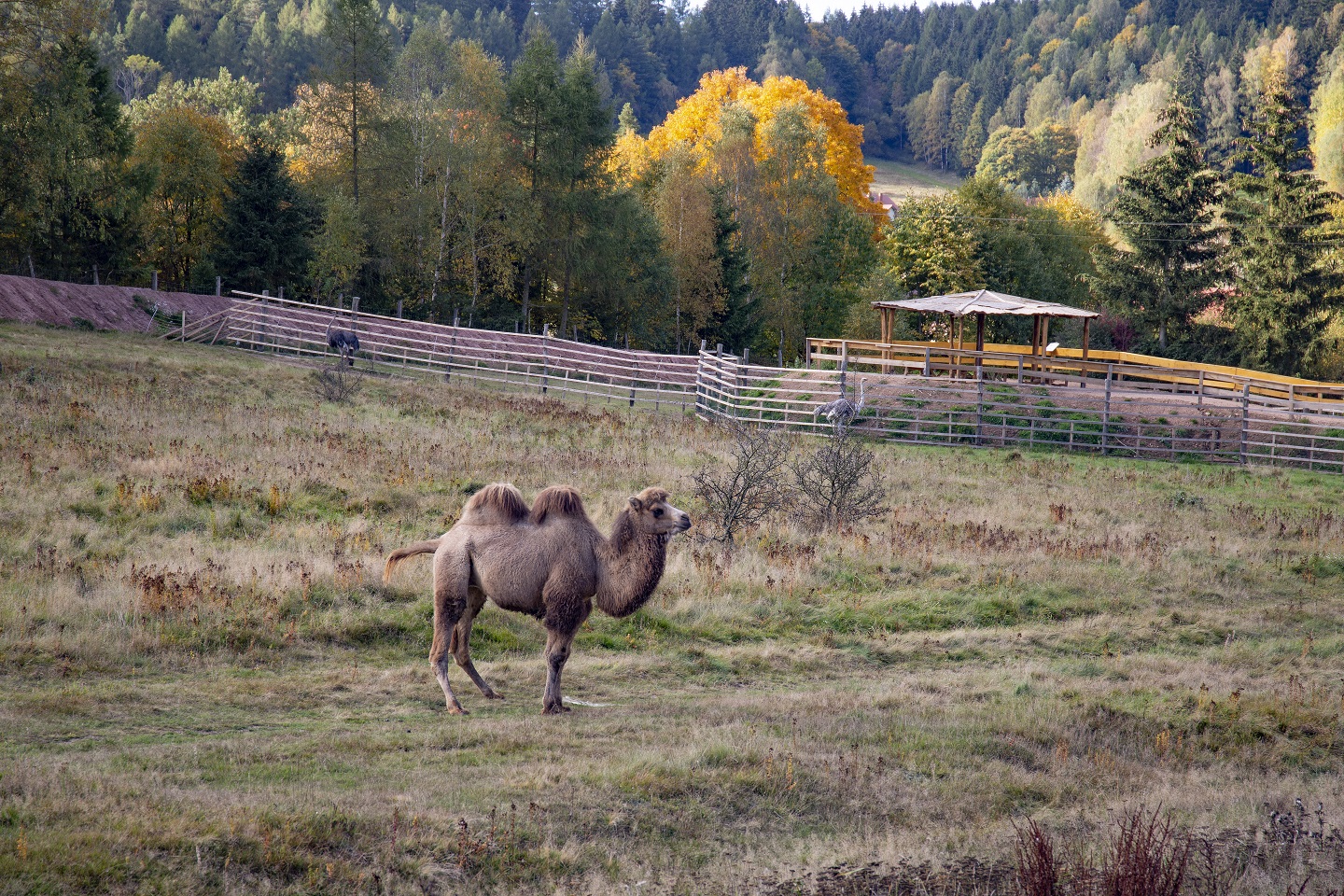zoo łączna
