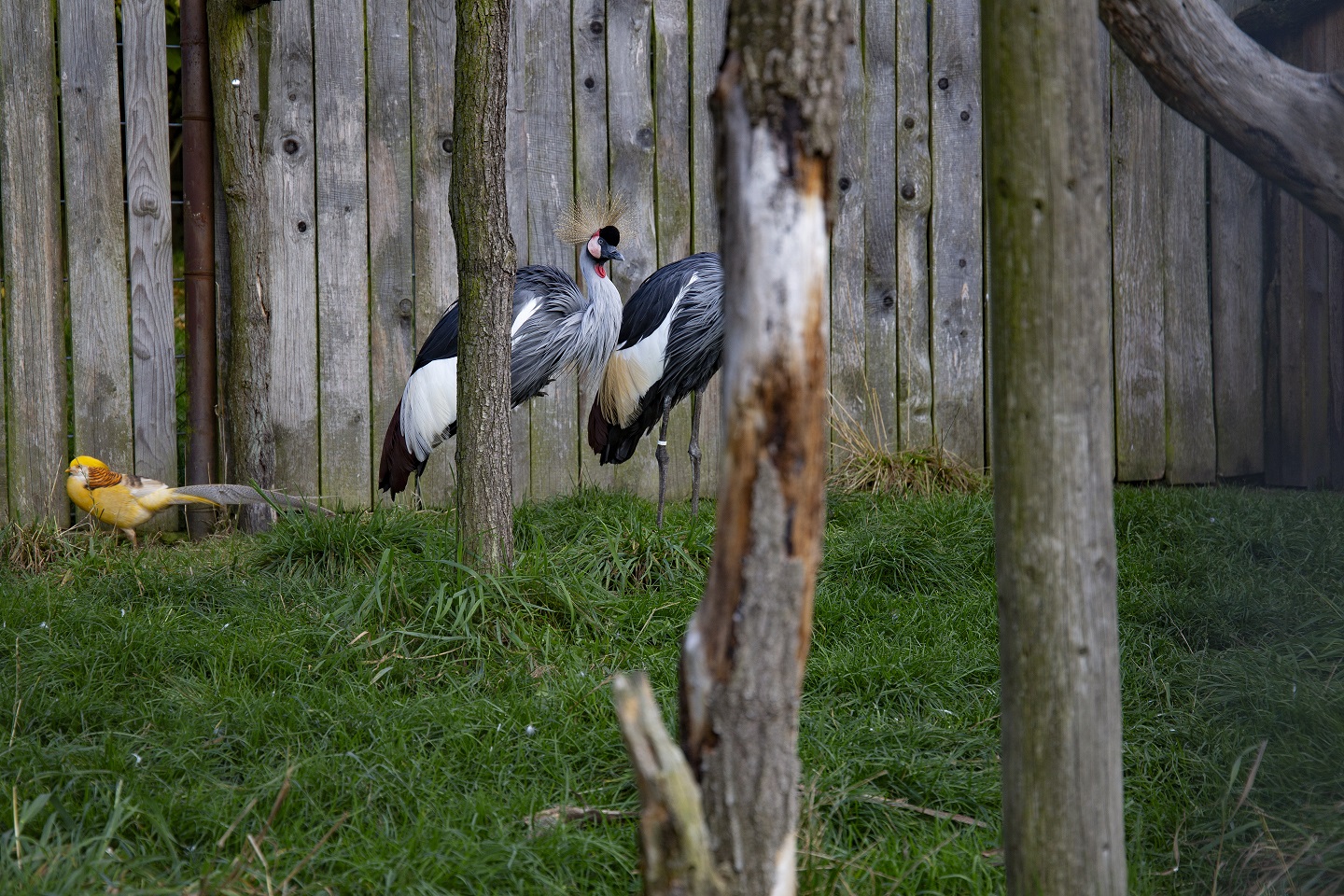 zoo łączna