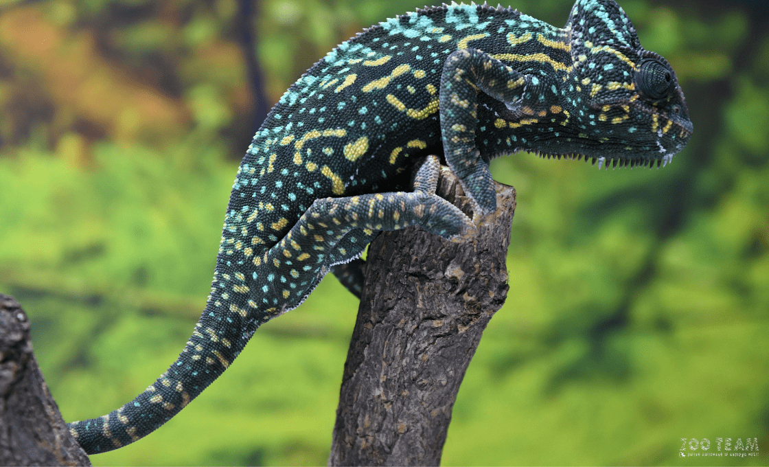 ZOO Team Jelenia Góra atrakcje