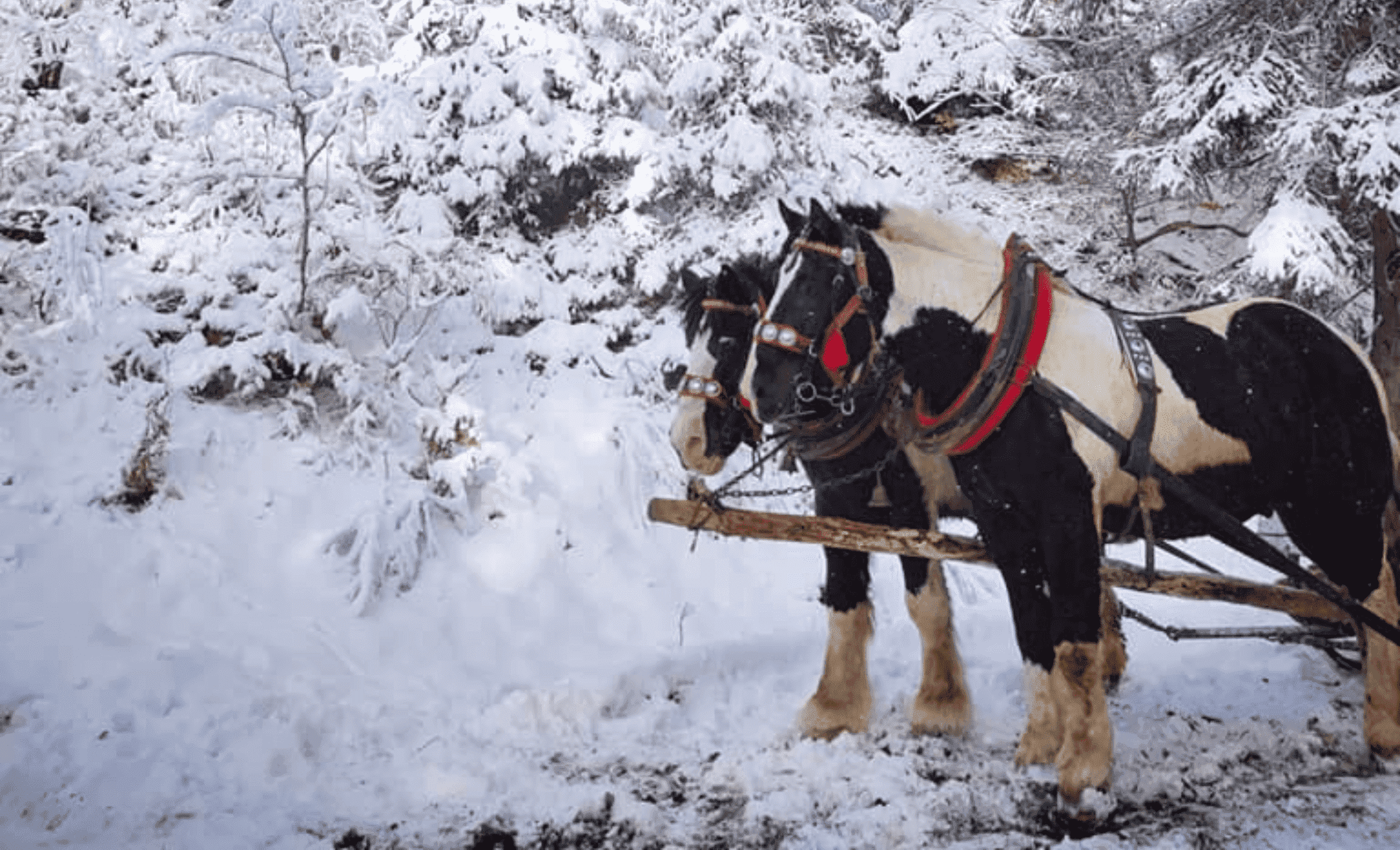 Kuligi Koń-Rad Szklarska Poręba