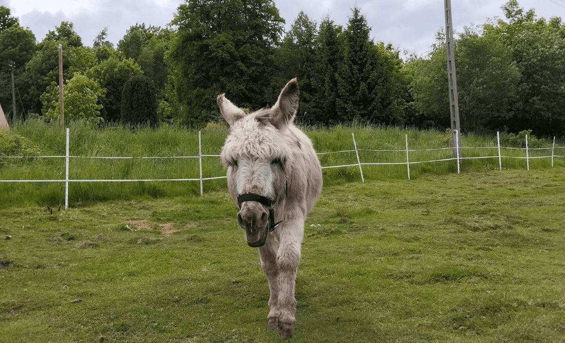 Mini Zoo Zwierzaczkowo szklarska poreba 1 1