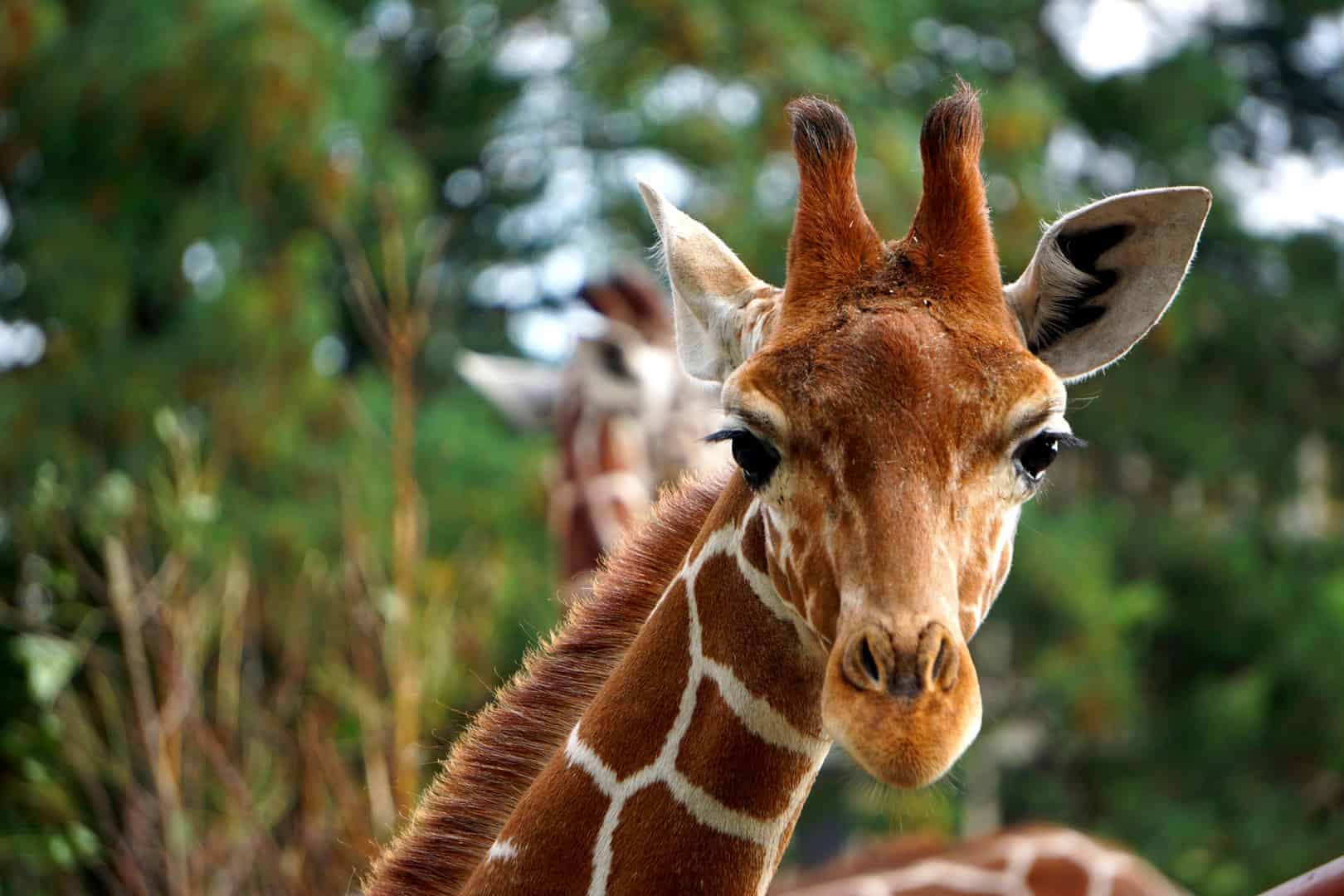 zoo wrocław