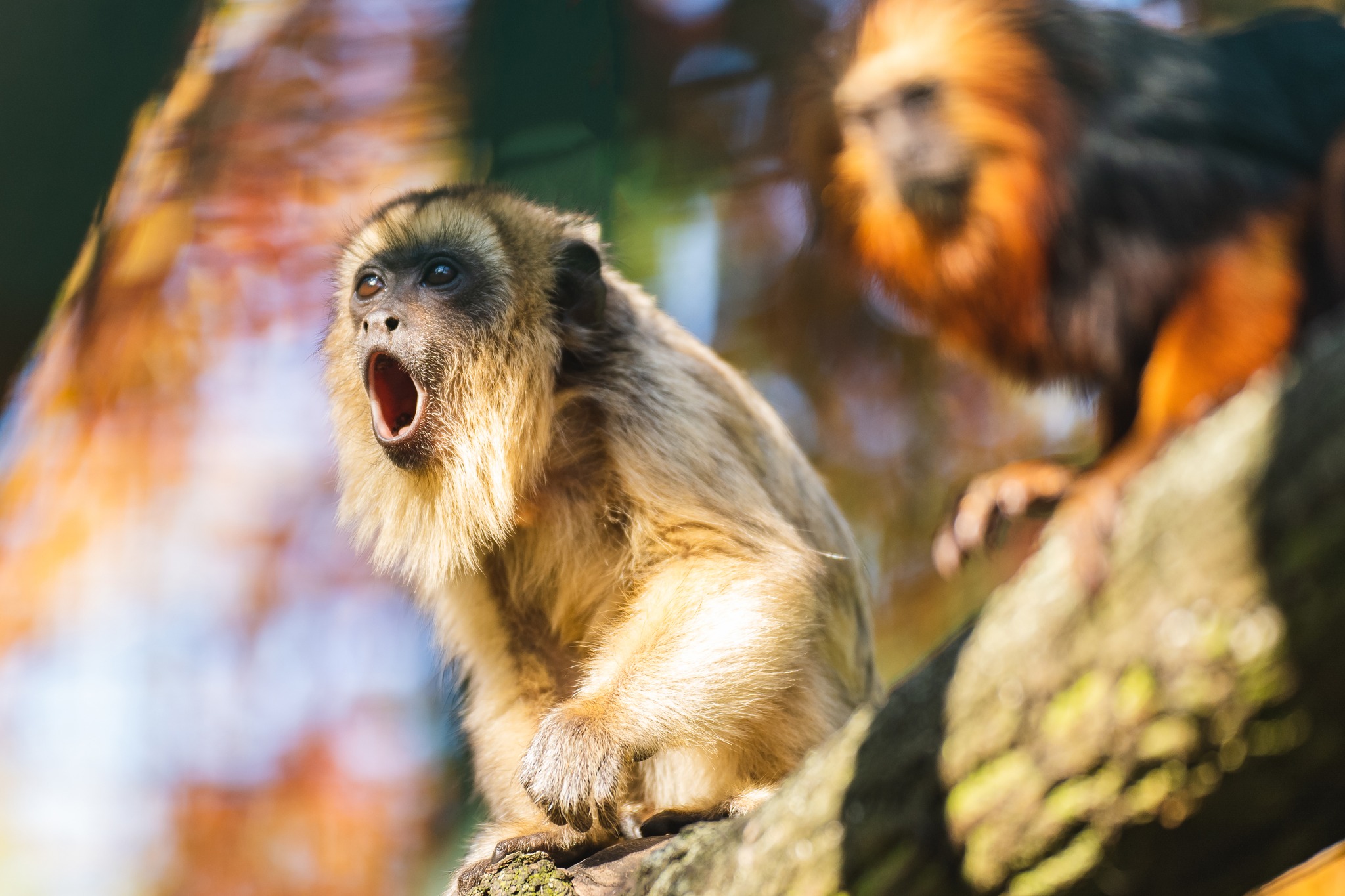 zoo wroclaw