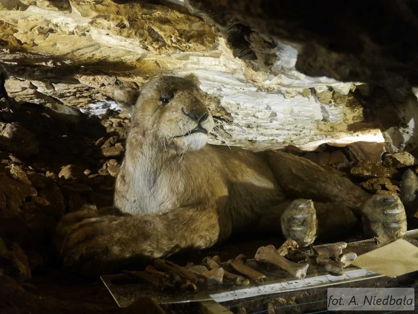 3 Model Lwa jaskiniowego w Sali Lwa