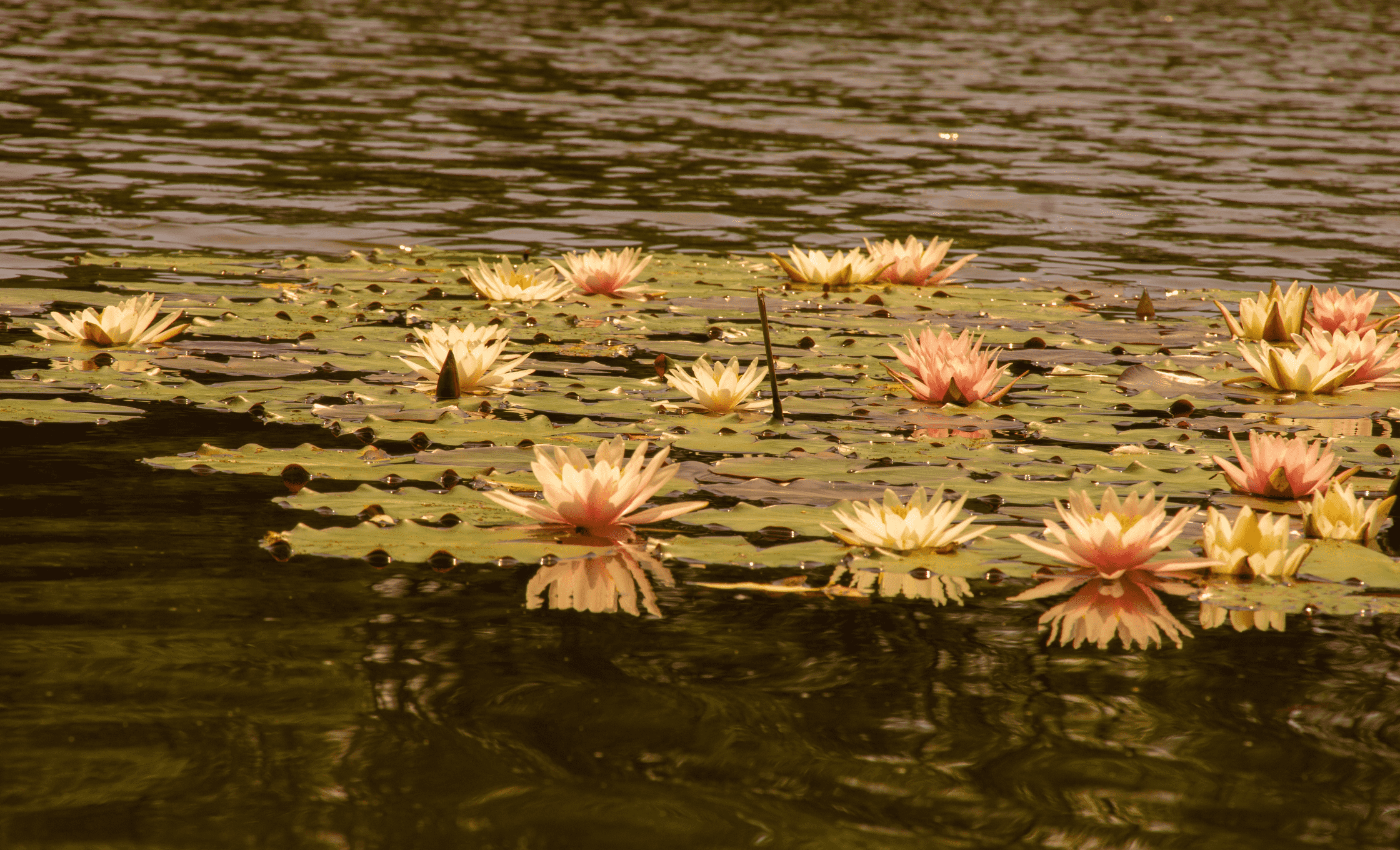 Żabie Doły Bytom Chorzów Piekary