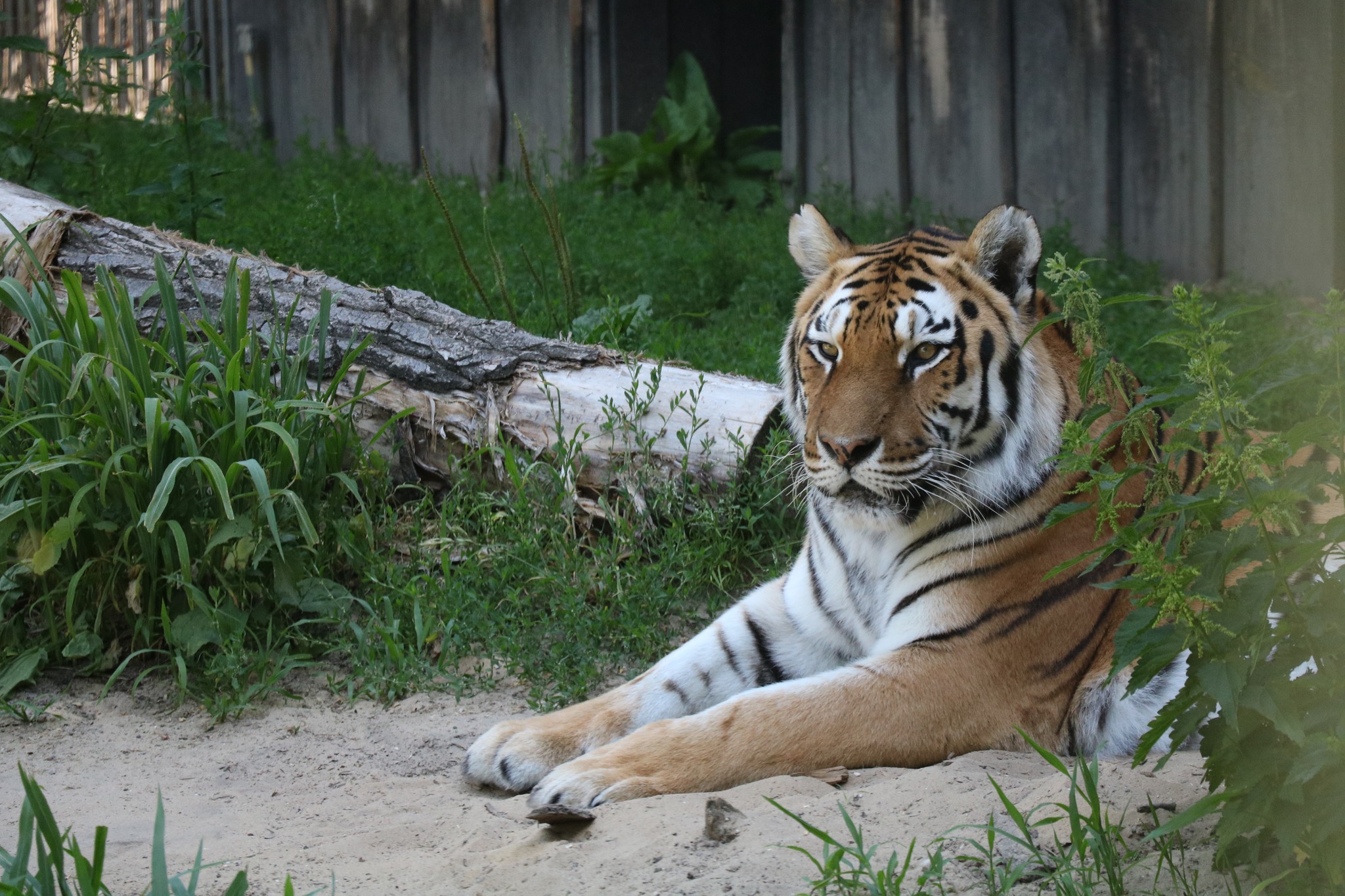 zoo chorzów