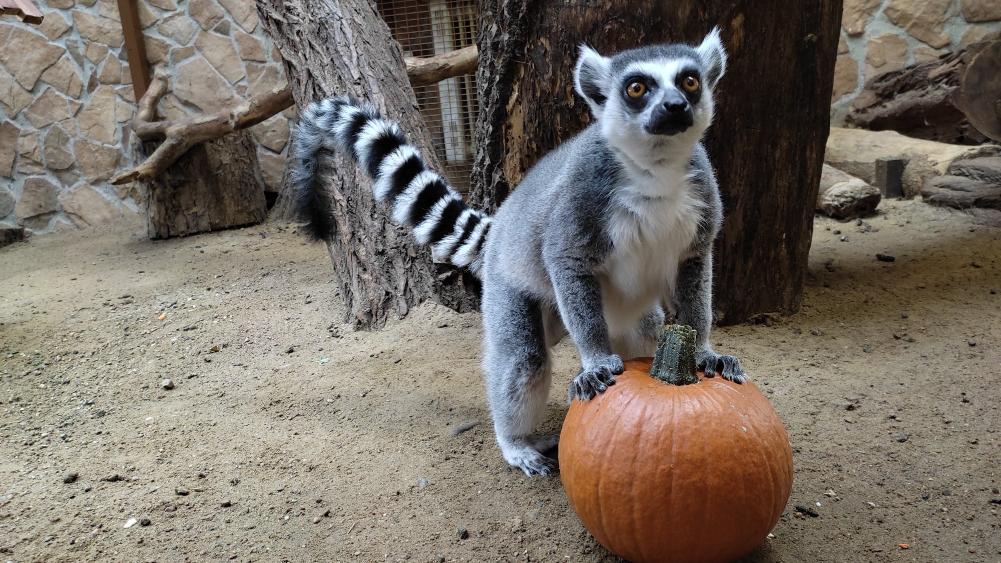ogrod zoobotaniczny torun