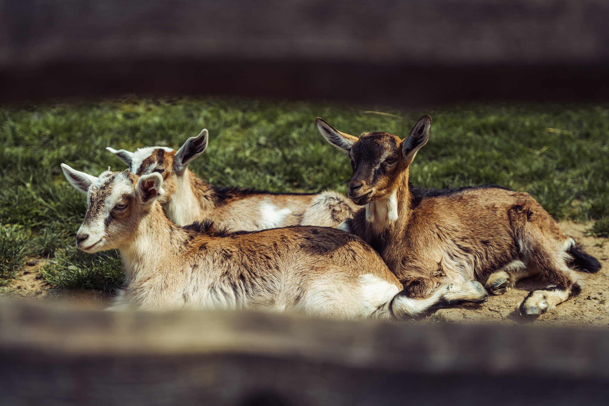mini zoo inwałd