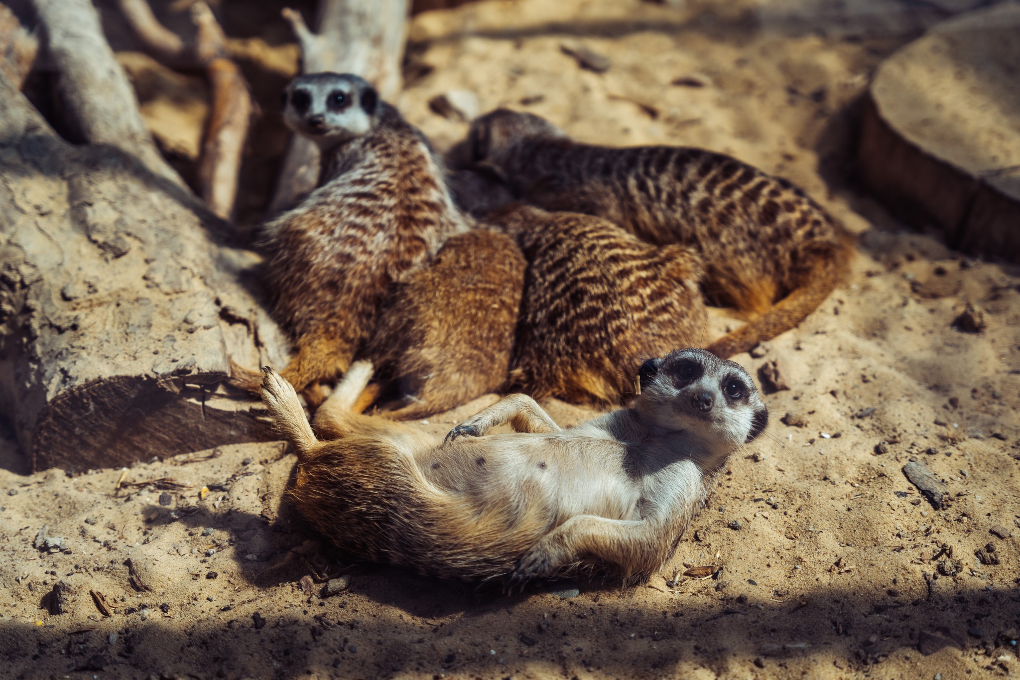 mini zoo inwałd3
