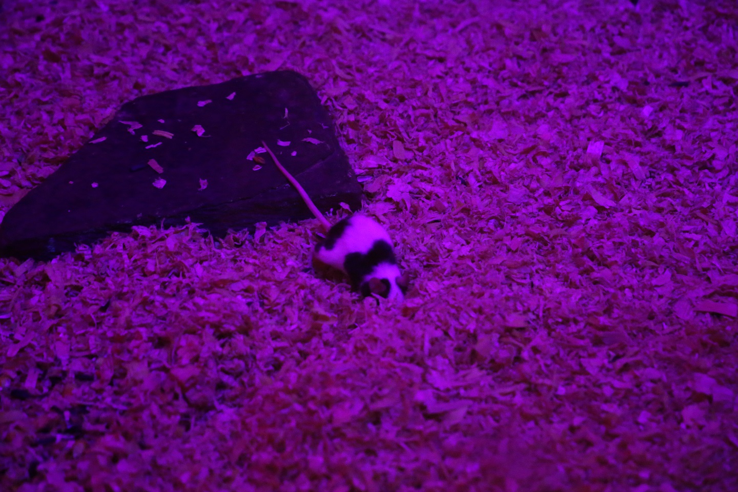 Myszogrod atrakcje Zakopane