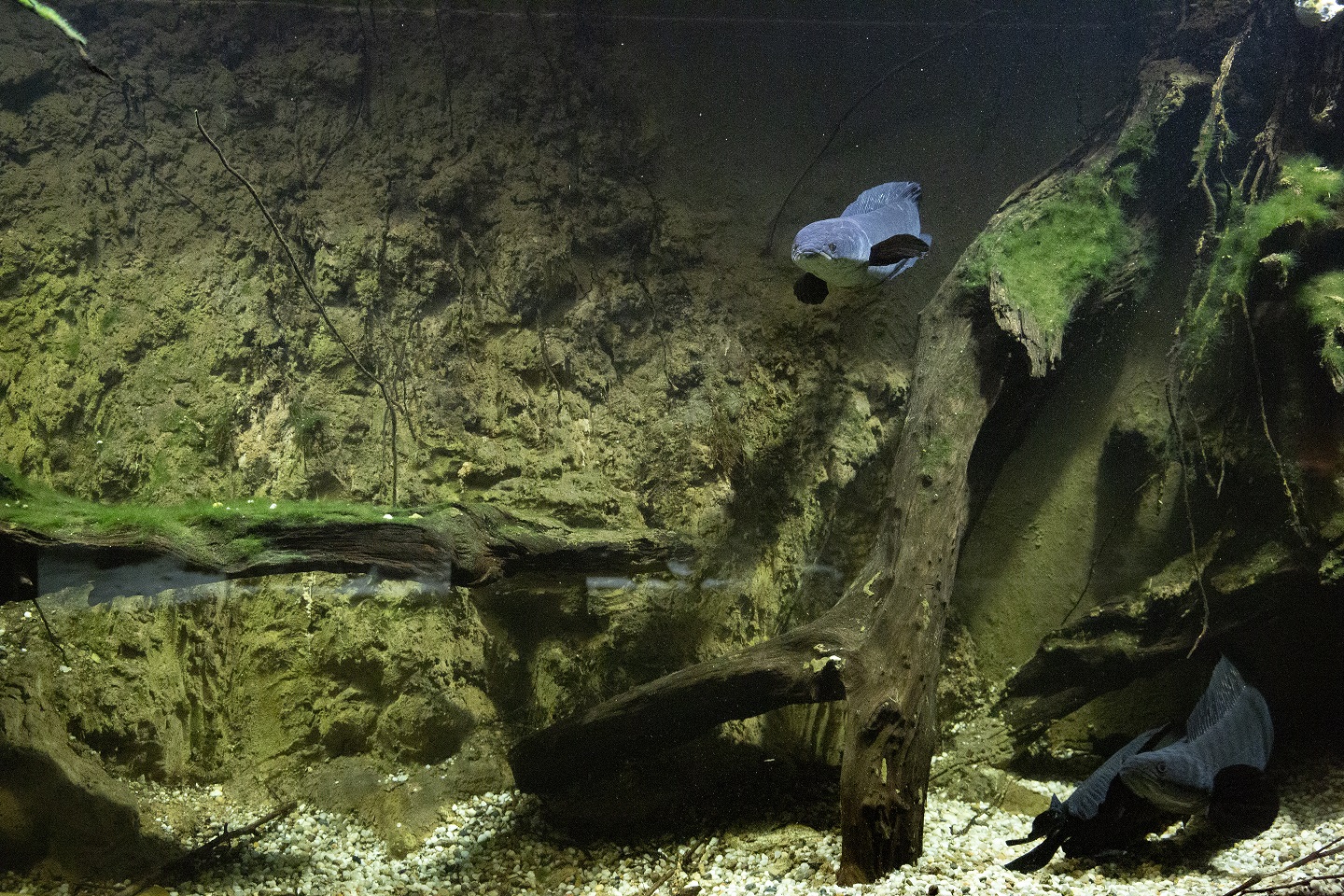 podwodny swiat atrakcje zakopane